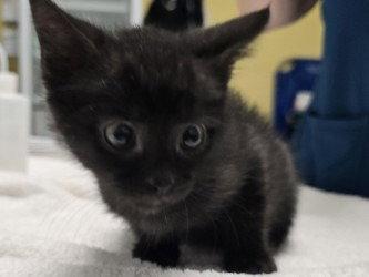 CA 133 Wozza, a Adoptable Domestic Short Hair in Glen Allen, VA image 2/3