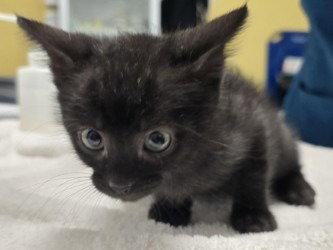 CA 133 Wozza, a Adoptable Domestic Short Hair in Glen Allen, VA image 3/3