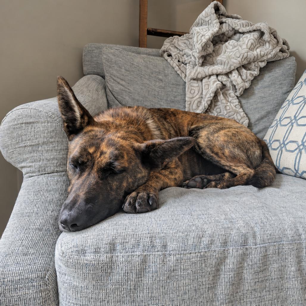 Enlarge Hanalei D71125, a Adoptable mixed breed in Minnetonka, MN image 1/6