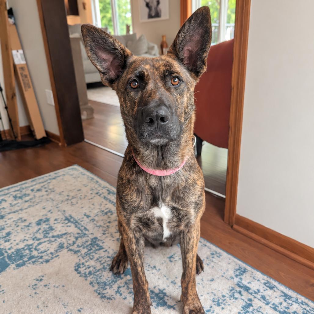 Enlarge Hanalei D71125, a Adoptable mixed breed in Minnetonka, MN image 2/6