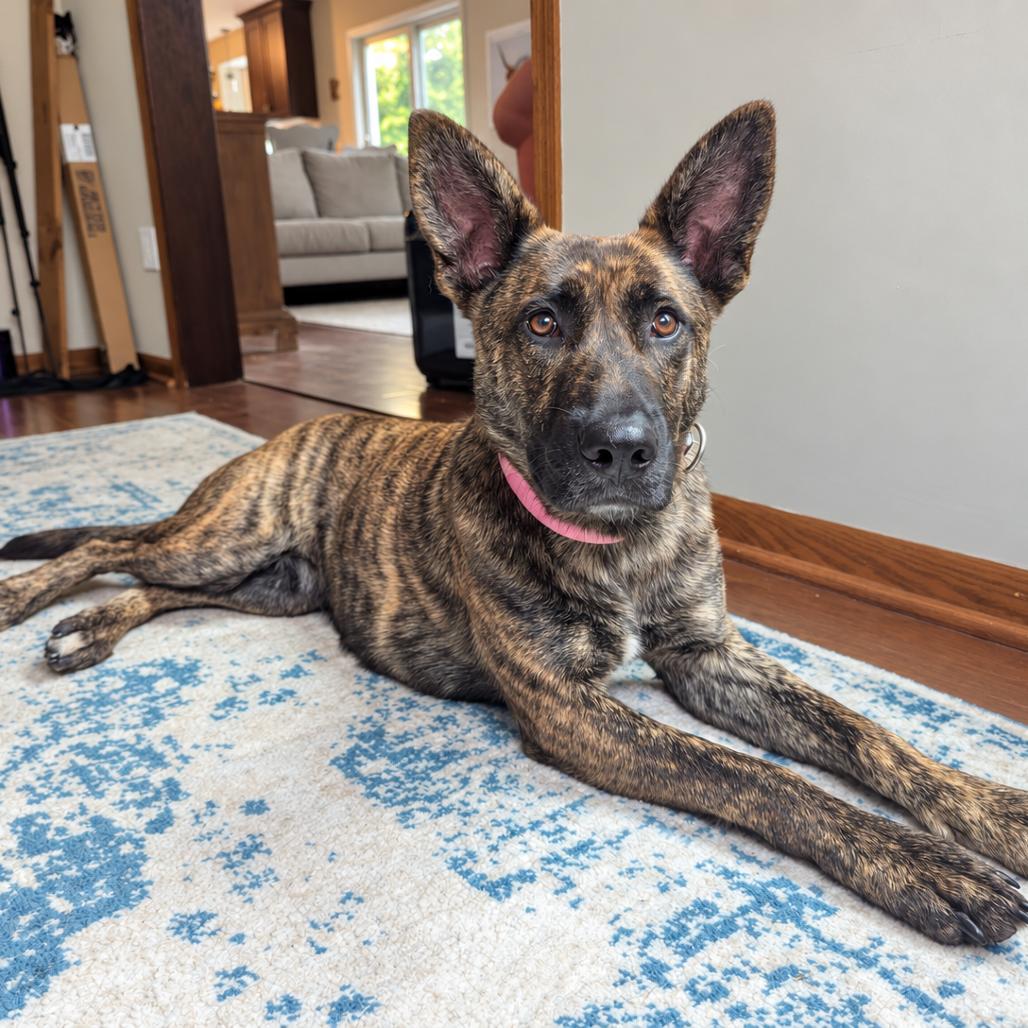 Enlarge Hanalei D71125, a Adoptable mixed breed in Minnetonka, MN image 3/6