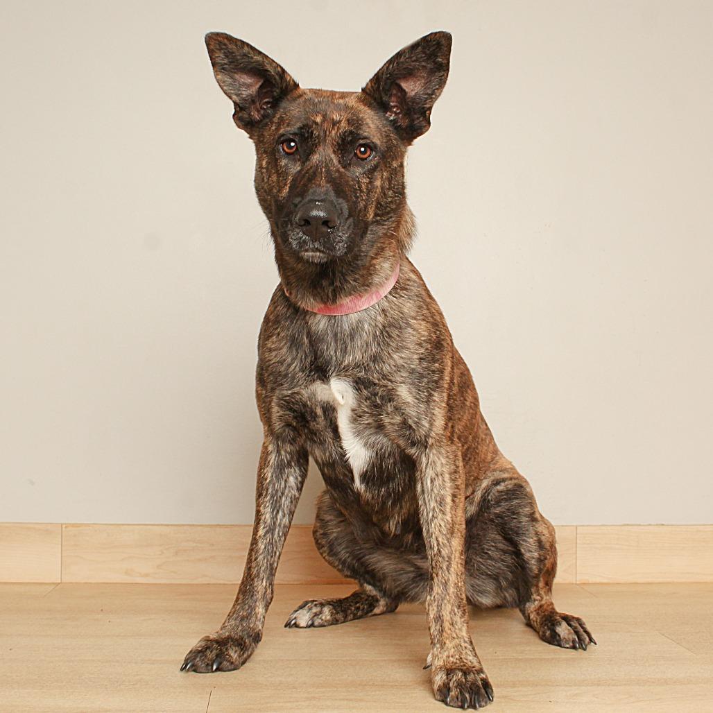 Enlarge Hanalei D71125, a Adoptable mixed breed in Minnetonka, MN image 4/6