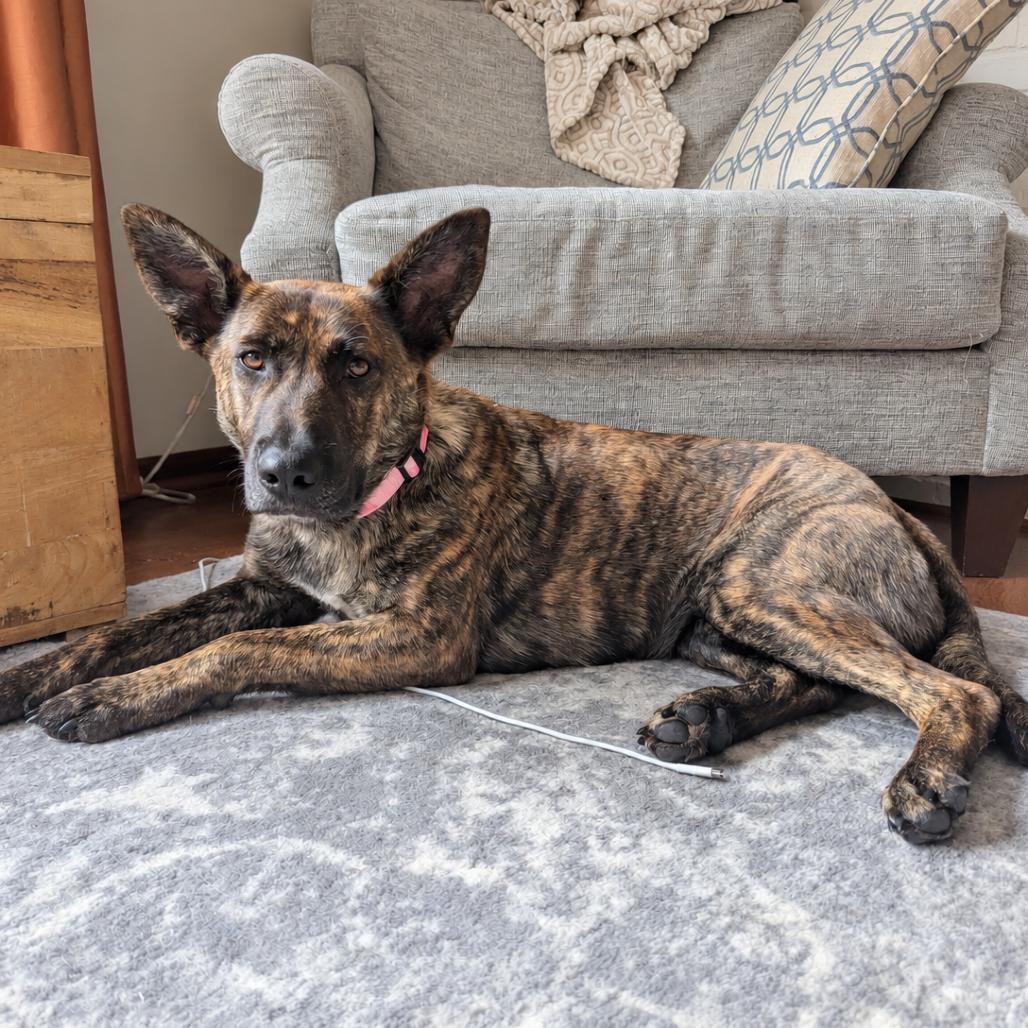 Enlarge Hanalei D71125, a Adoptable mixed breed in Minnetonka, MN image 5/6