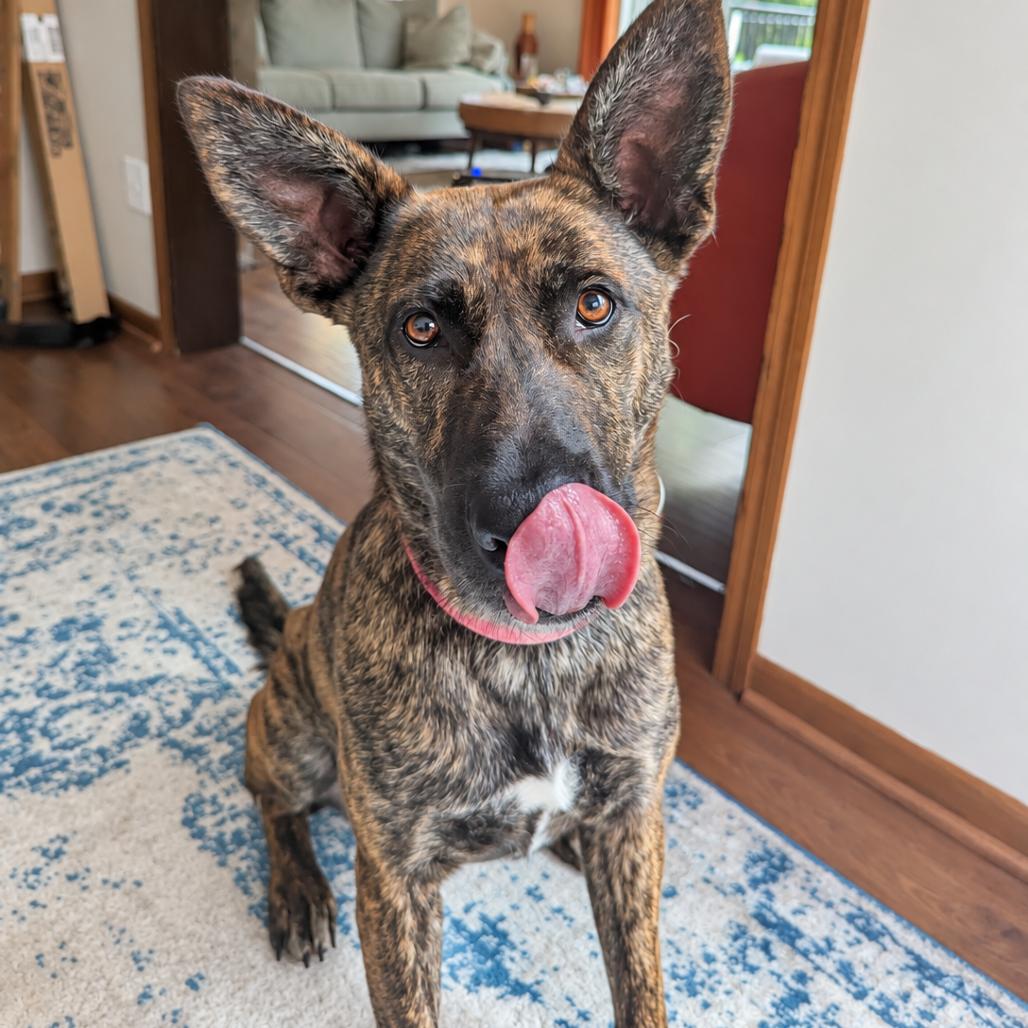 Enlarge Hanalei D71125, a Adoptable mixed breed in Minnetonka, MN image 6/6