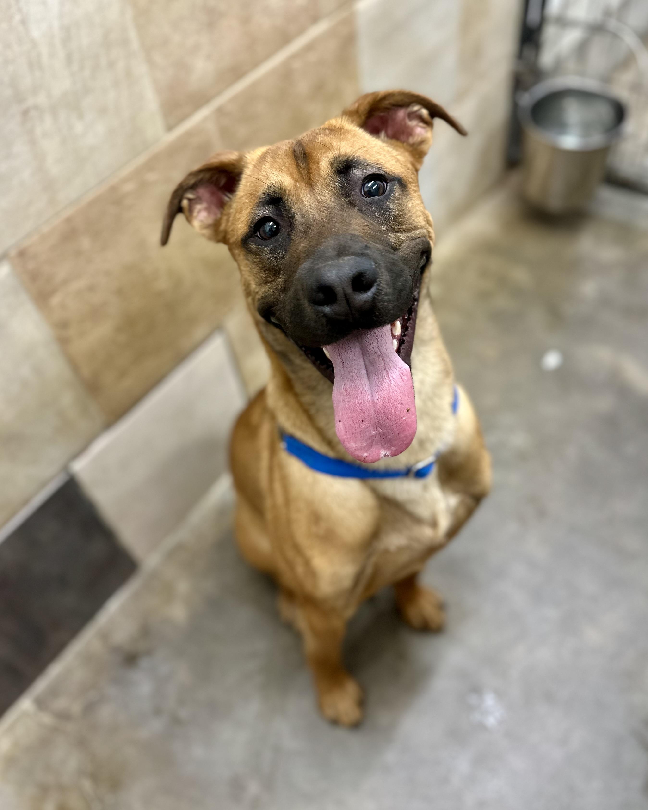 Enlarge Rocky Road 0125, a Adoptable Black Mouth Cur in Sonora, CA image 3/6