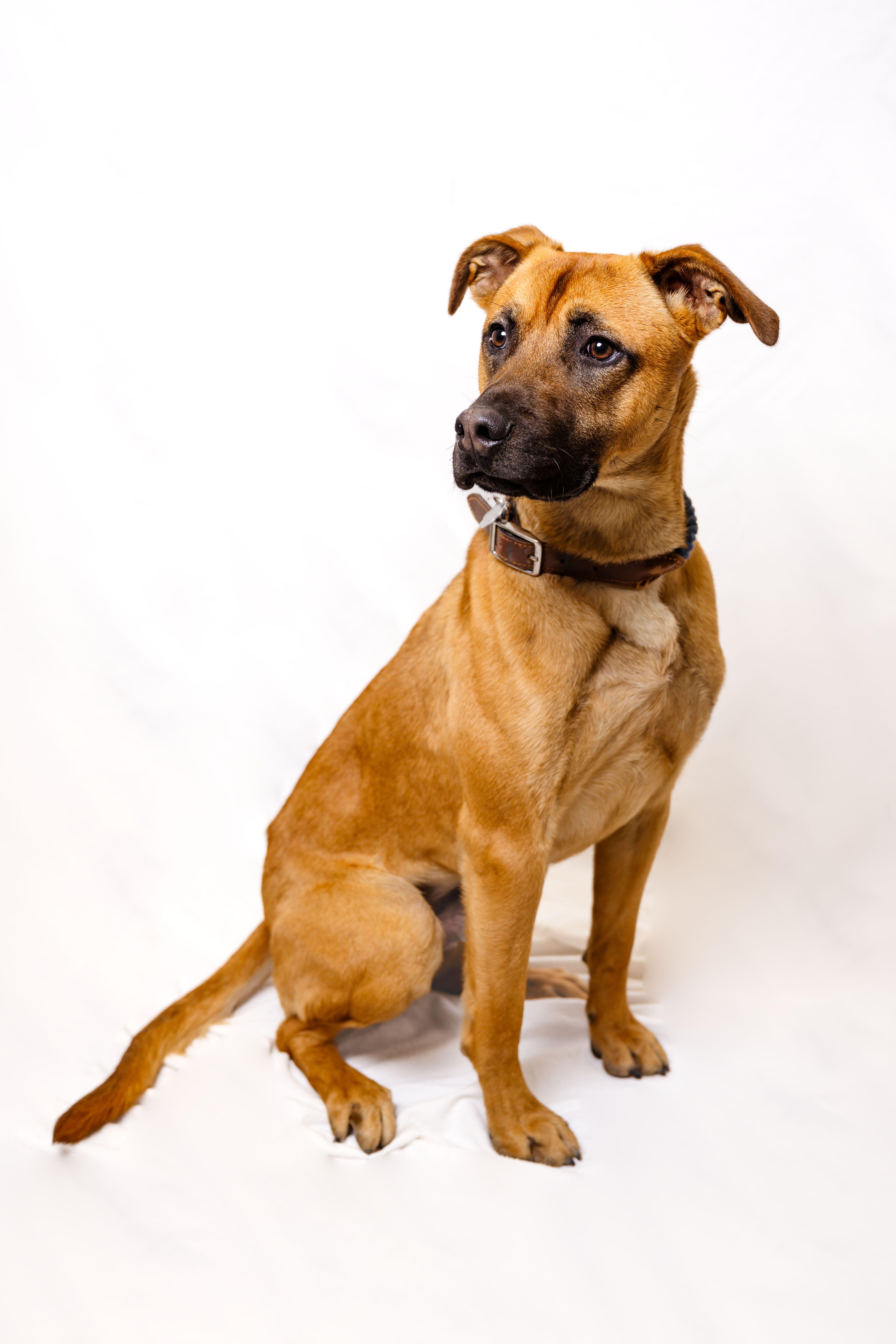 Enlarge Rocky Road 0125, a Adoptable Black Mouth Cur in Sonora, CA image 6/6