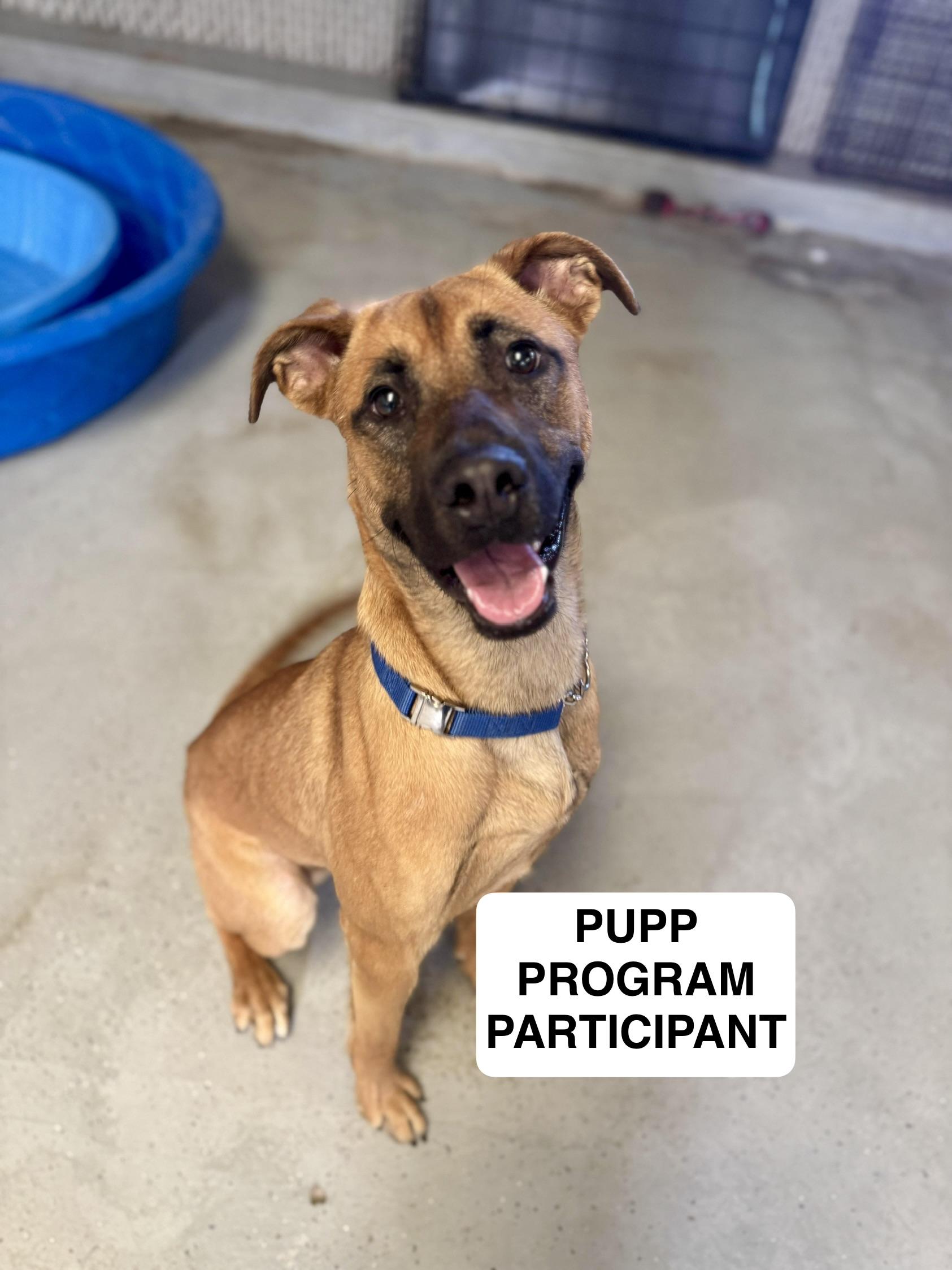 Enlarge Rocky Road 0125, a Adoptable Black Mouth Cur in Sonora, CA image 1/6