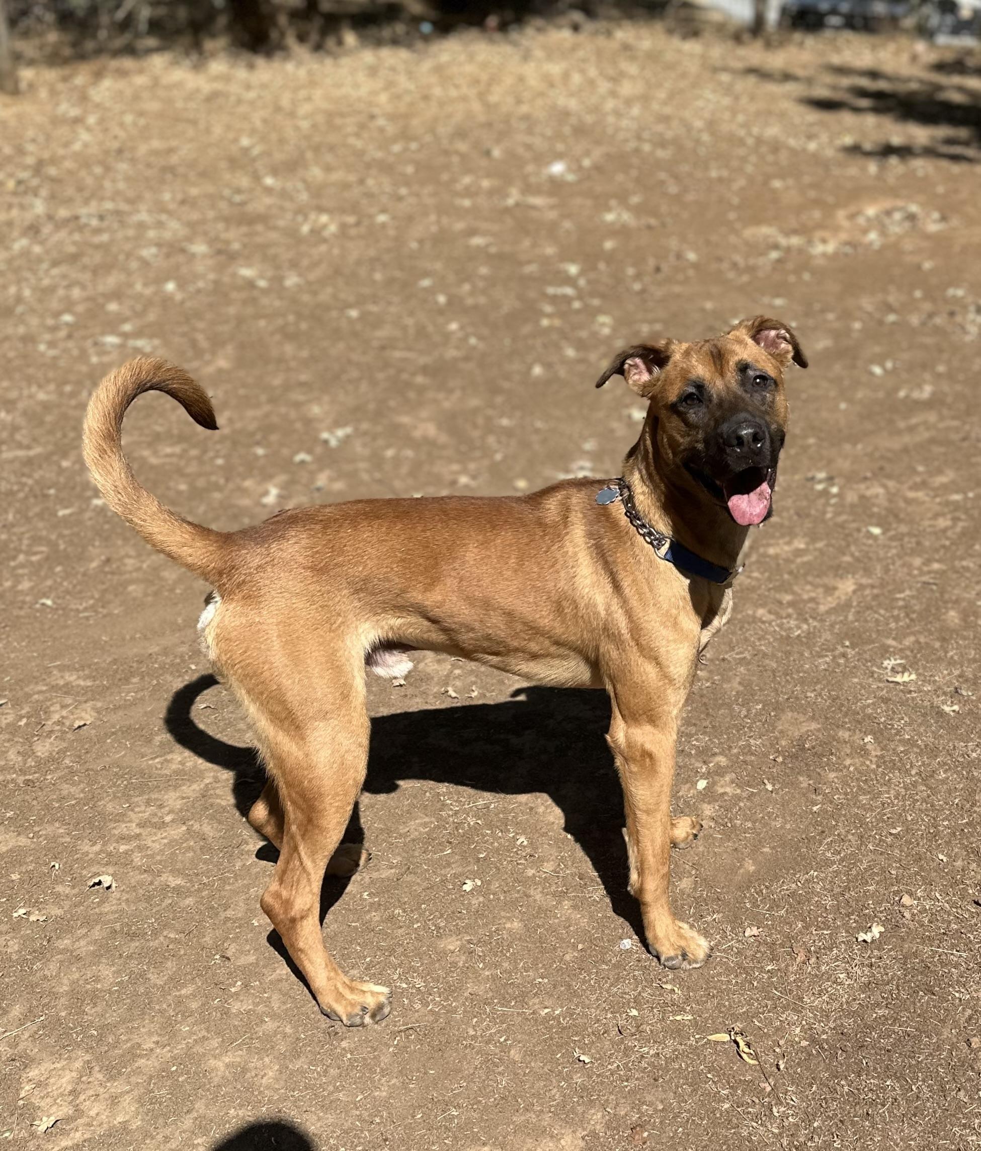 Enlarge Rocky Road 0125, a Adoptable Black Mouth Cur in Sonora, CA image 4/6