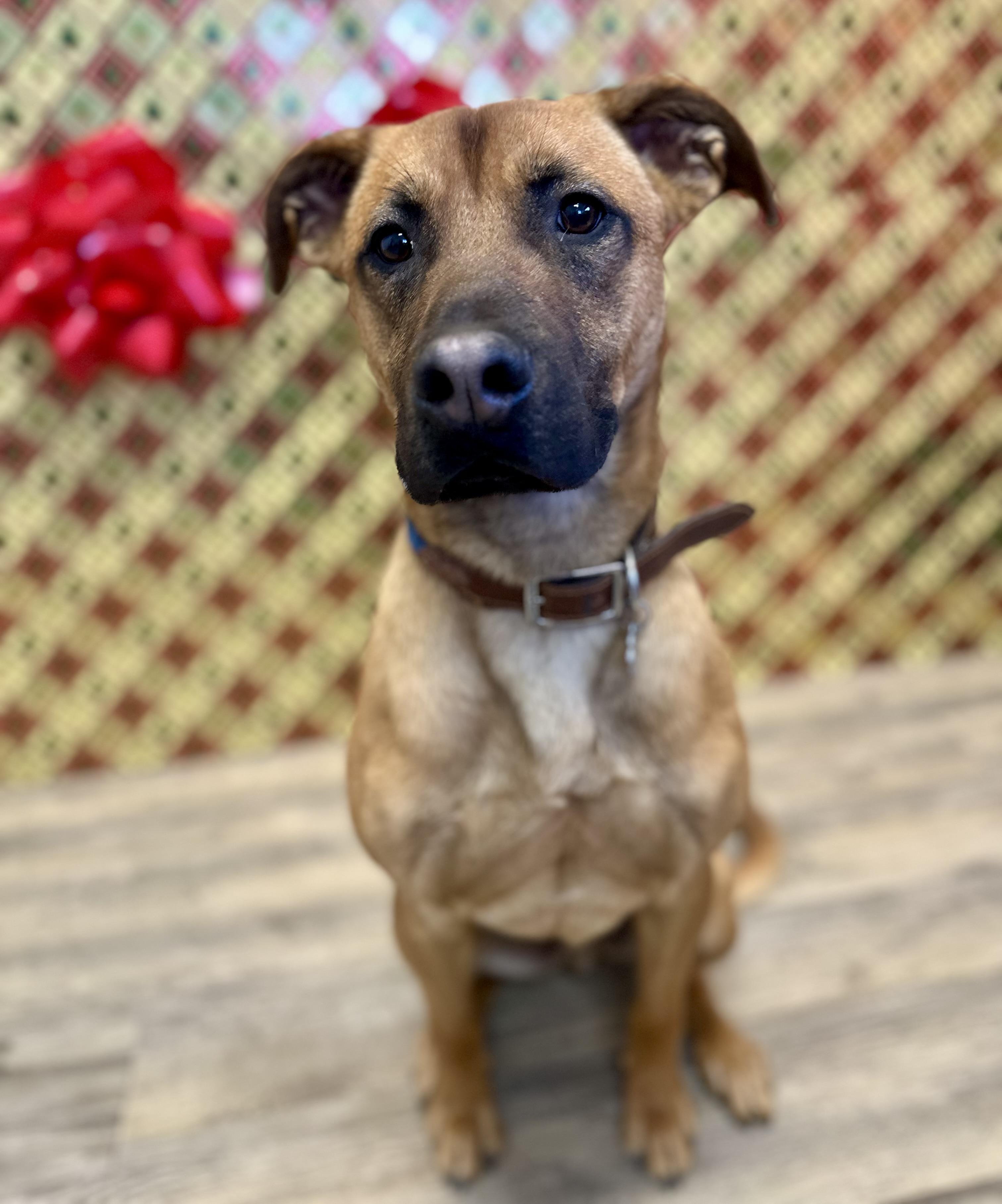 Enlarge Rocky Road 0125, a Adoptable Black Mouth Cur in Sonora, CA image 5/6