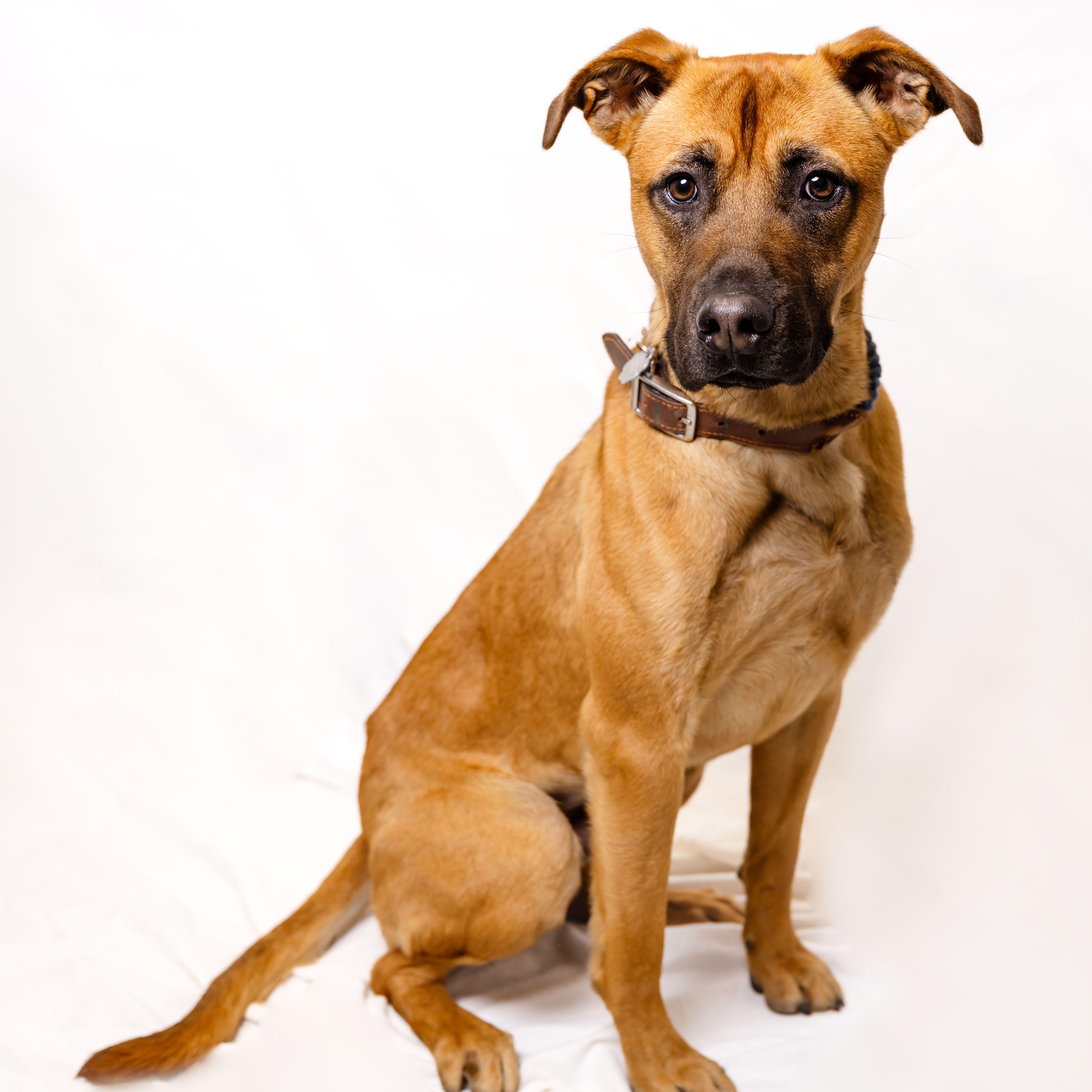 Enlarge Rocky Road 0125, a Adoptable Black Mouth Cur in Sonora, CA image 2/6