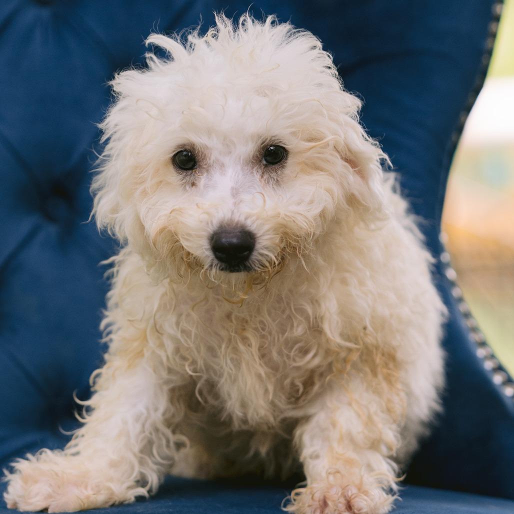 Angel Hill, ADOPTABLE, Puppy Male Bichon Frise.