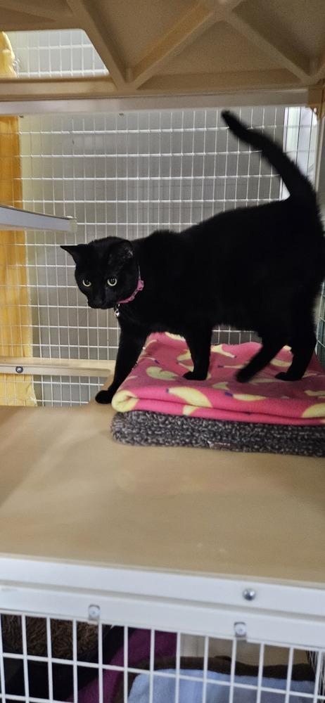 Enlarge Ray Ray, a Adoptable Domestic Short Hair in Muskegon, MI image 1/3