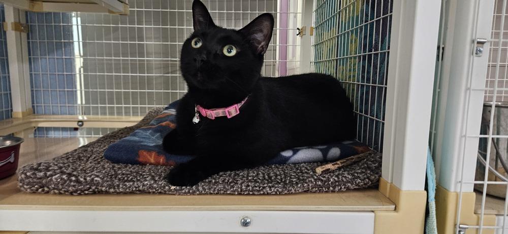 Ray Ray, a Adoptable Domestic Short Hair in Muskegon, MI image 1/2