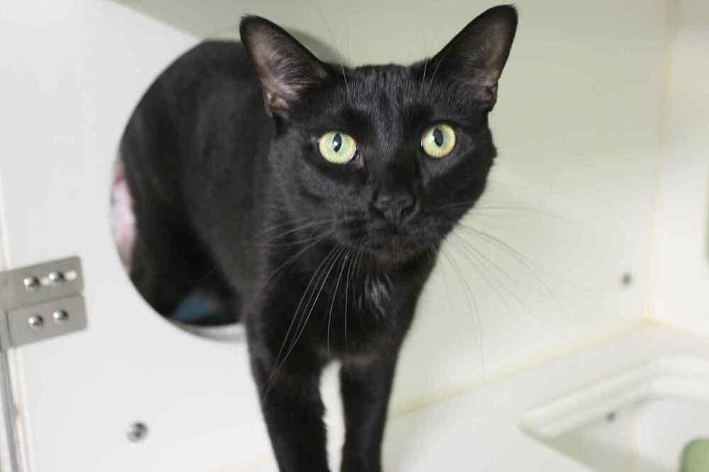 Enlarge Ray Ray, a Adoptable Domestic Short Hair in Muskegon, MI image 1/1