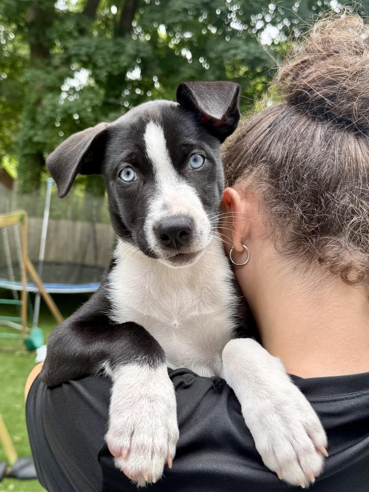 Omega, Adoptable, Puppy Female Husky & Pit Bull Terrier.