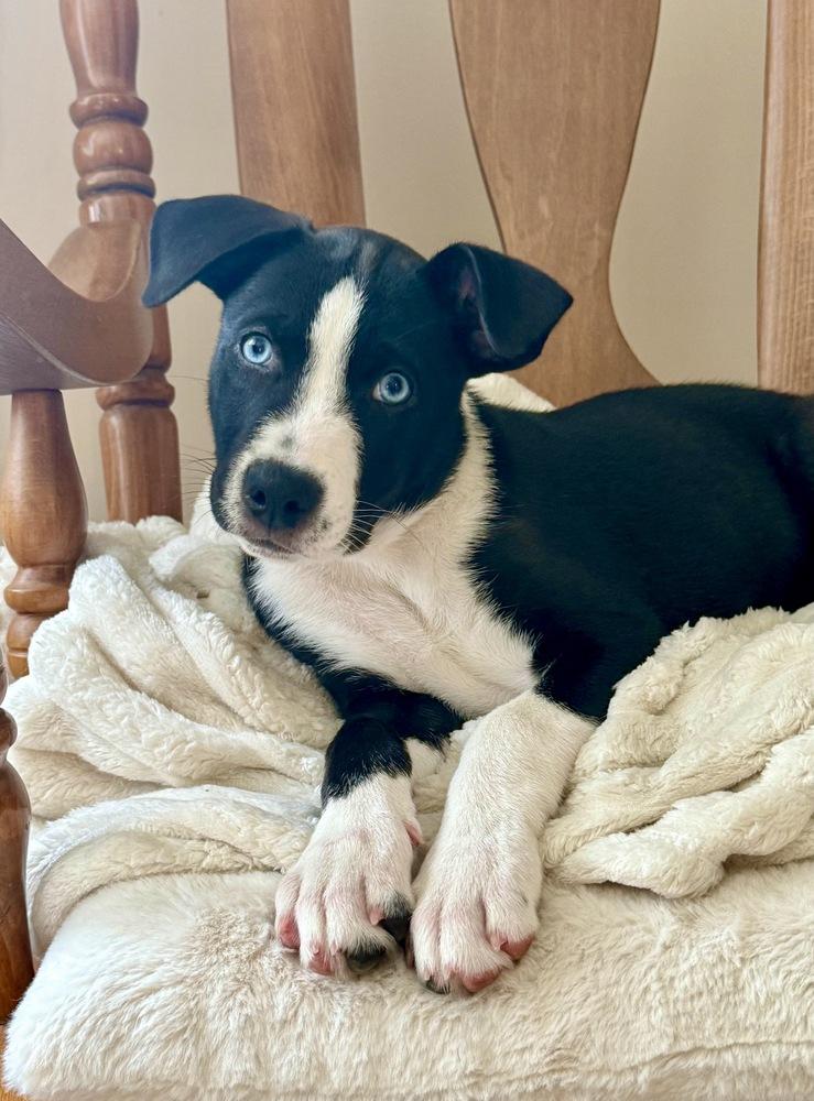 Enlarge Omega, a Adoptable mixed breed in Greenlawn, NY image 2/6