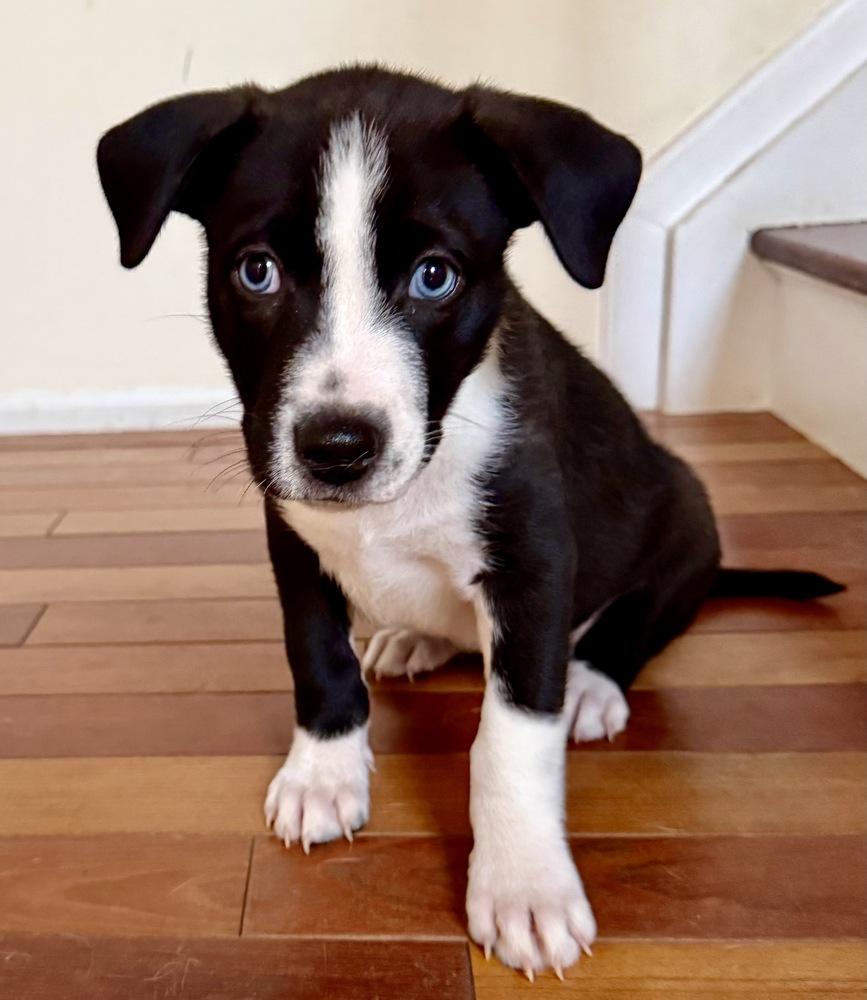 Enlarge Omega, a Adoptable mixed breed in Greenlawn, NY image 3/6