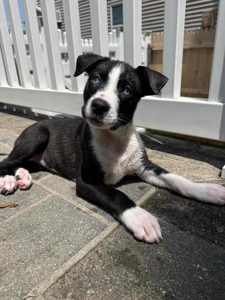 Enlarge Omega, a Adoptable mixed breed in Greenlawn, NY image 5/6