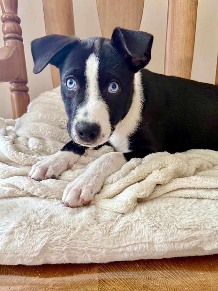 Enlarge Omega, a Adoptable mixed breed in Greenlawn, NY image 6/6