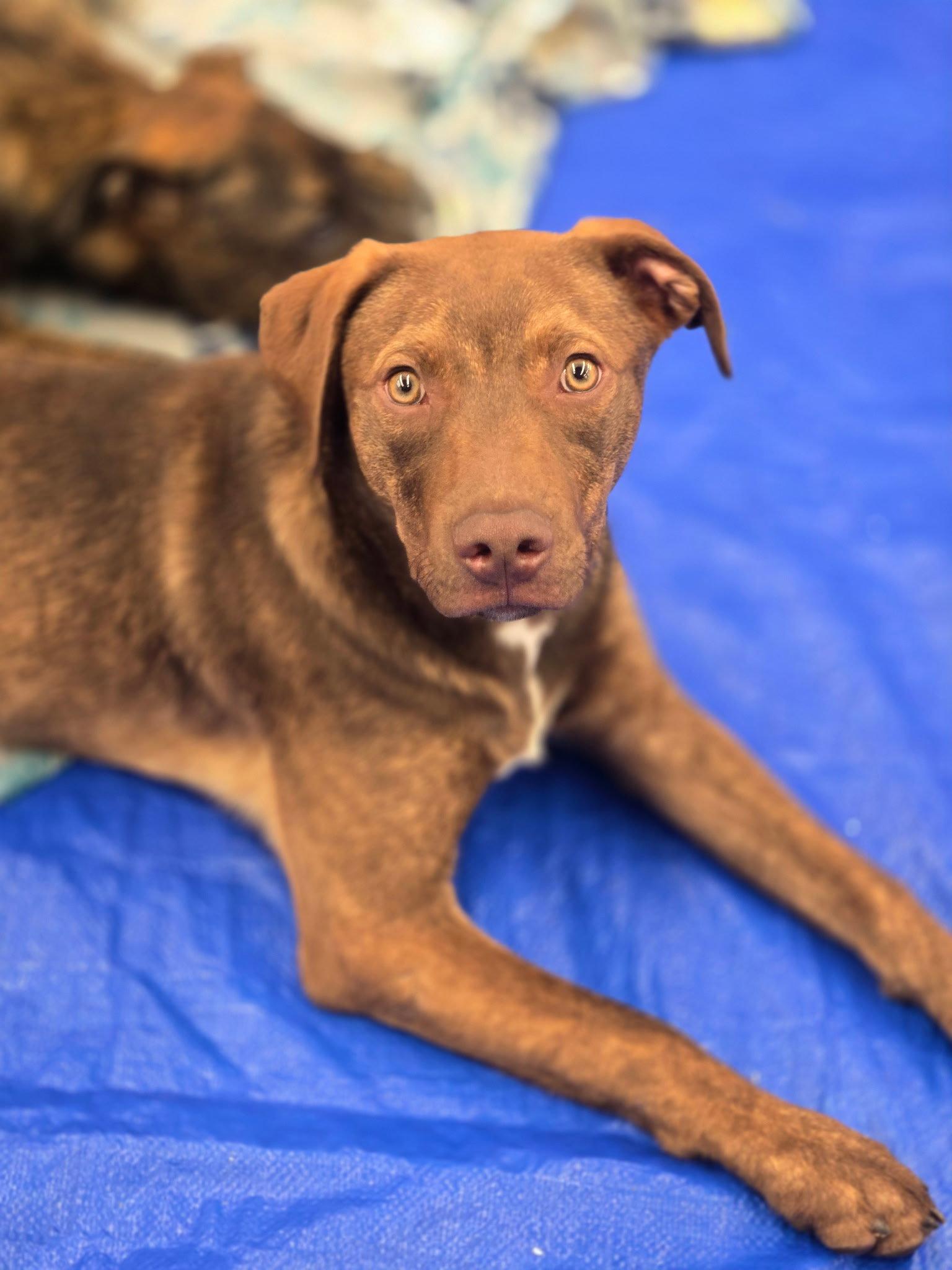 Enlarge Aladdin, a Adopted Mixed Breed in Chatsworth, GA image 1/1