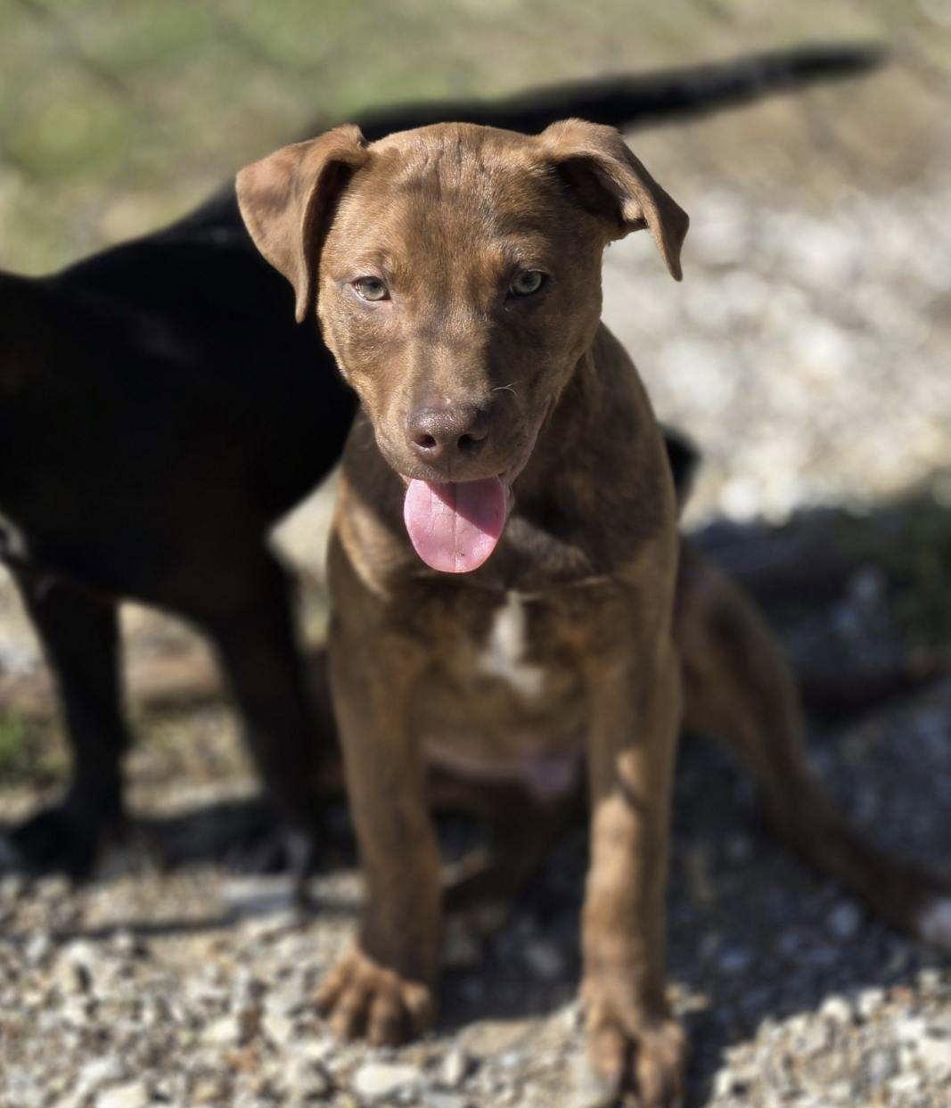Aladdin, Adopted, Young Male Mixed Breed.