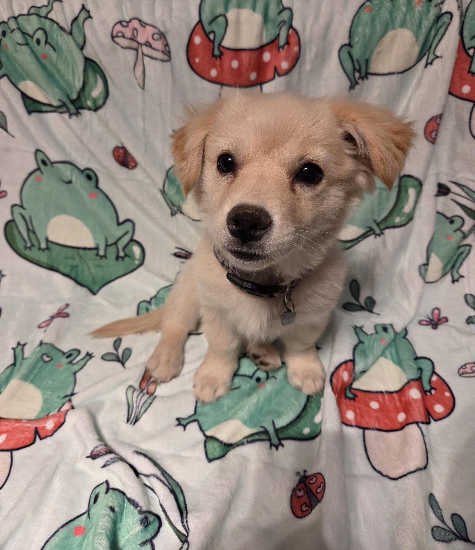 OPAL, Adopted, Puppy Female Shiba Inu & Fox Terrier.