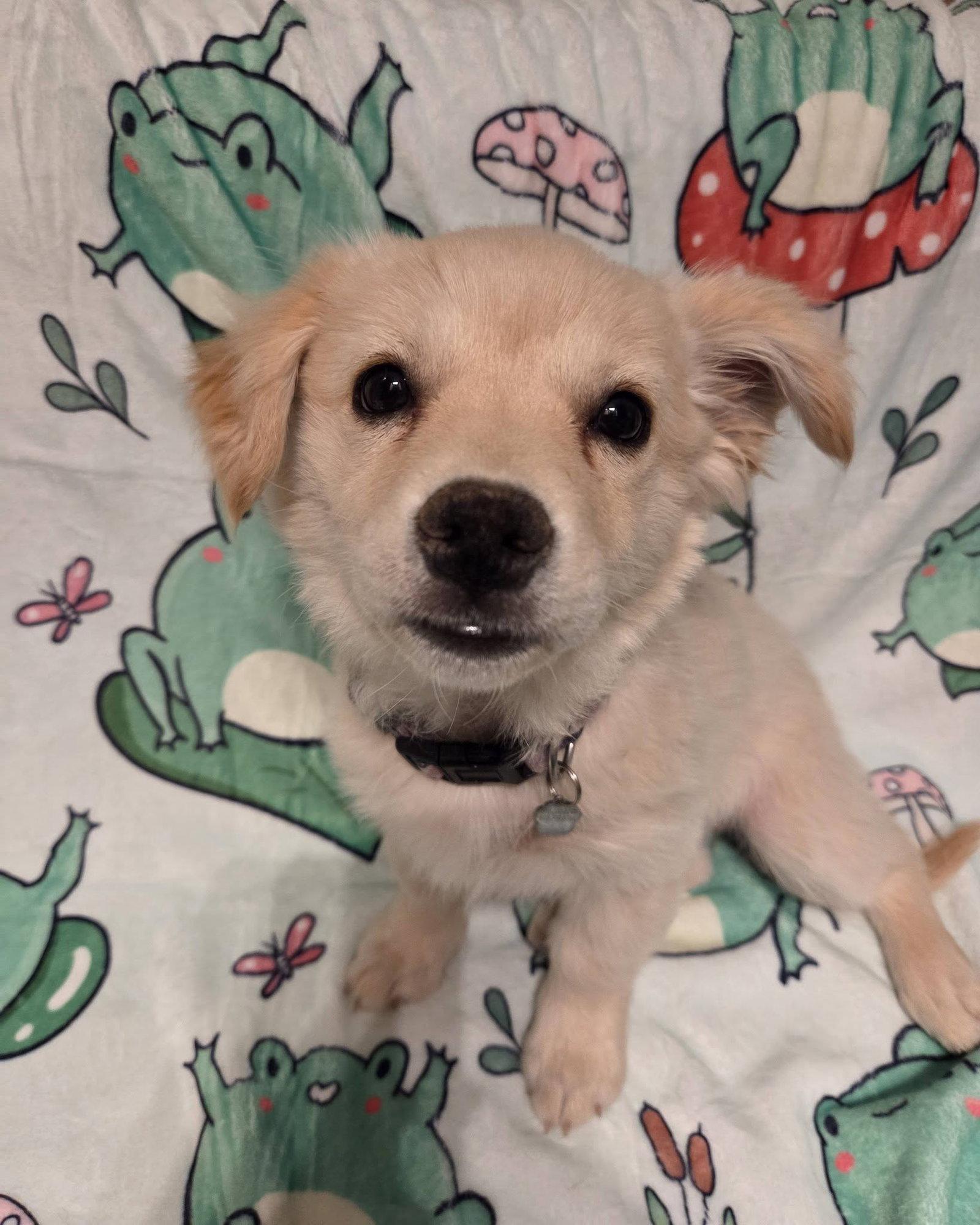 Enlarge OPAL, a Adopted mixed breed in Chandler, AZ image 2/2