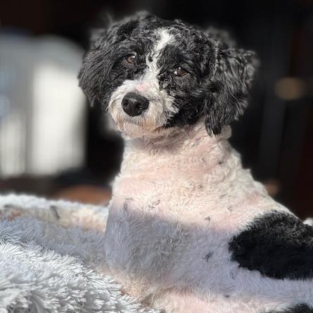 Spot, Adoptable, Young Male Bernese Mountain Dog & Poodle.