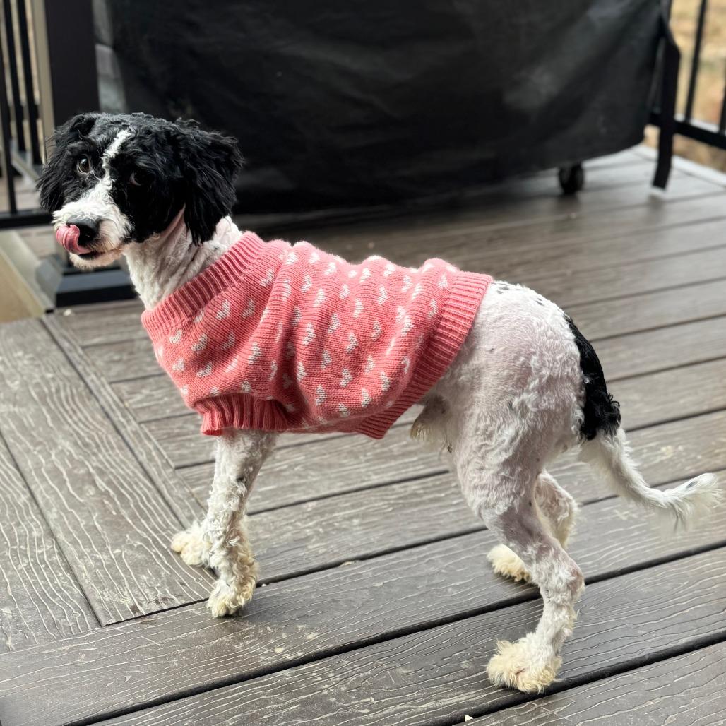 Spot, Adoptable, Young Male Bernese Mountain Dog & Poodle.