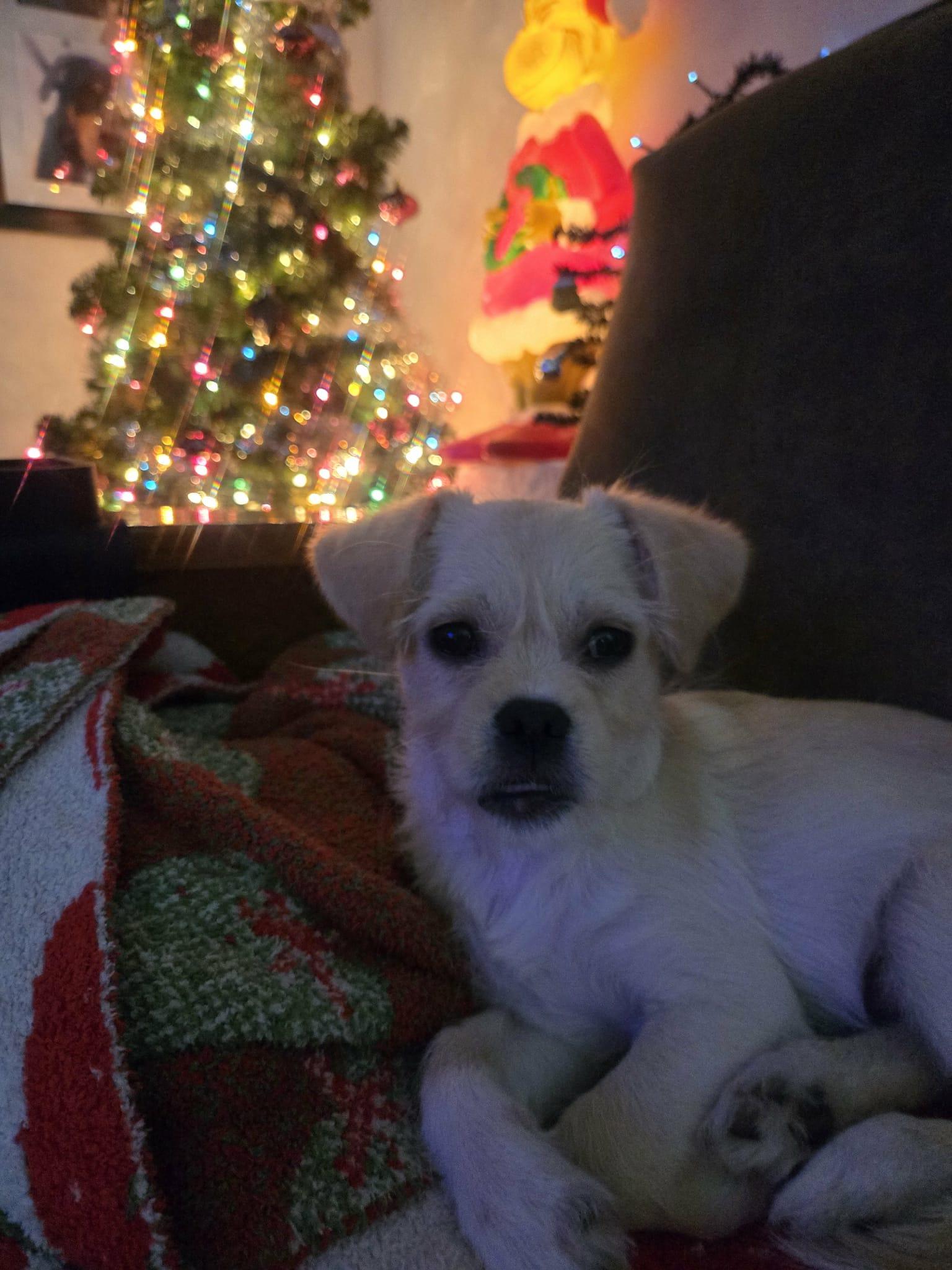 Moose, Adoptable, Puppy Male Terrier.