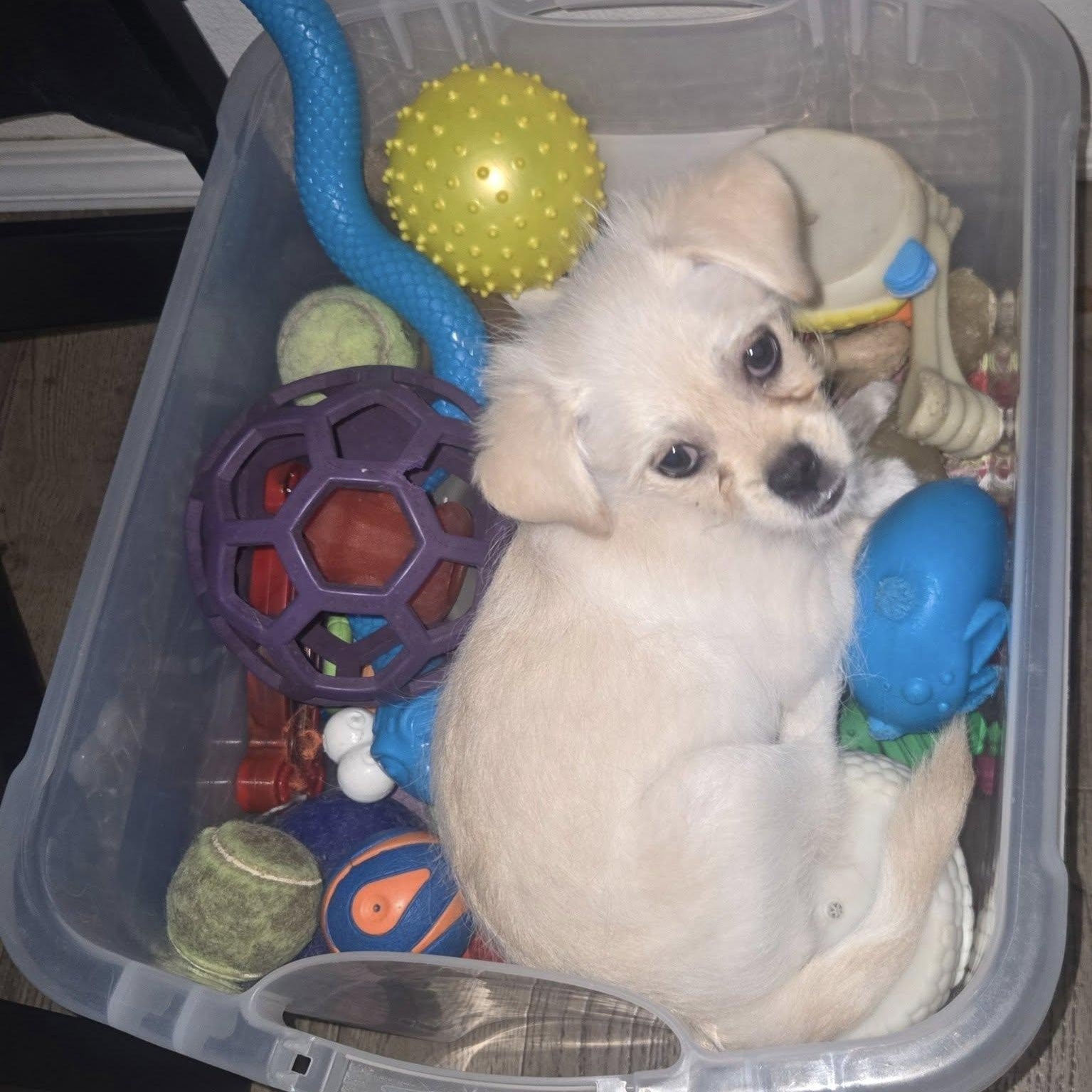 Enlarge Moose, a Adoptable mixed breed in Portland, OR image 4/6