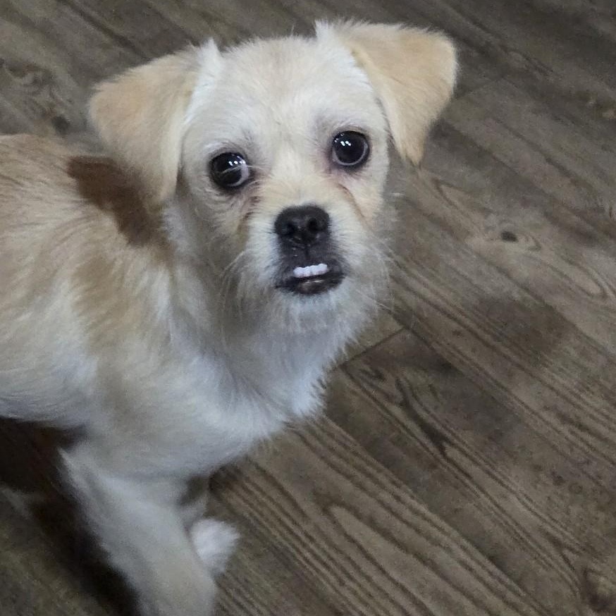 Moose, Adoptable, Puppy Male Terrier & Affenpinscher.