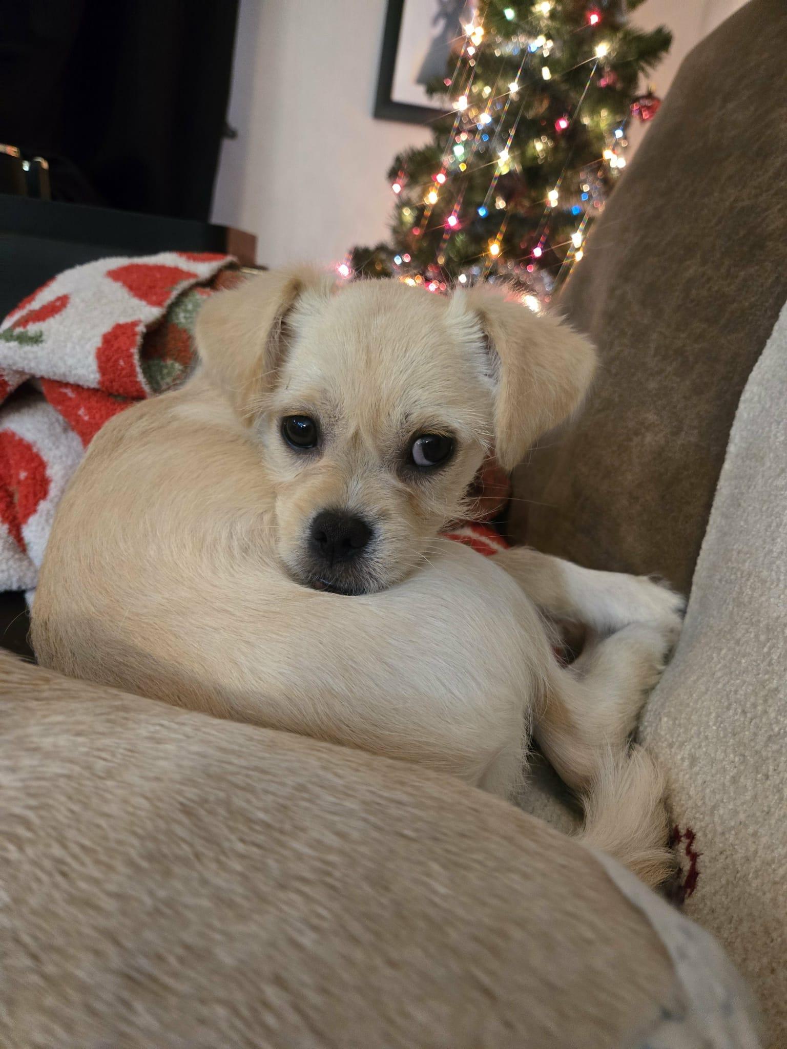 Enlarge Moose, a Adoptable mixed breed in Portland, OR image 2/6