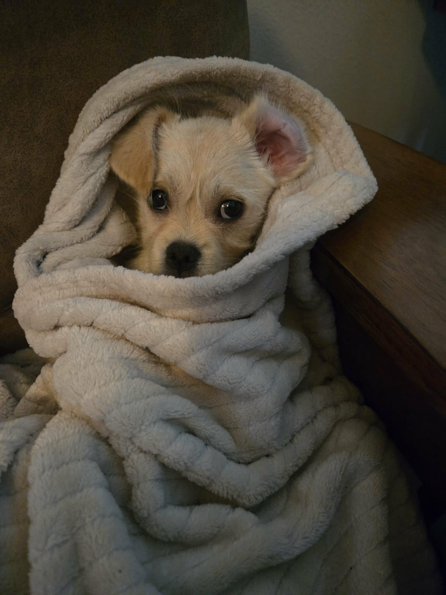 Enlarge Moose, a Adoptable mixed breed in Portland, OR image 5/6