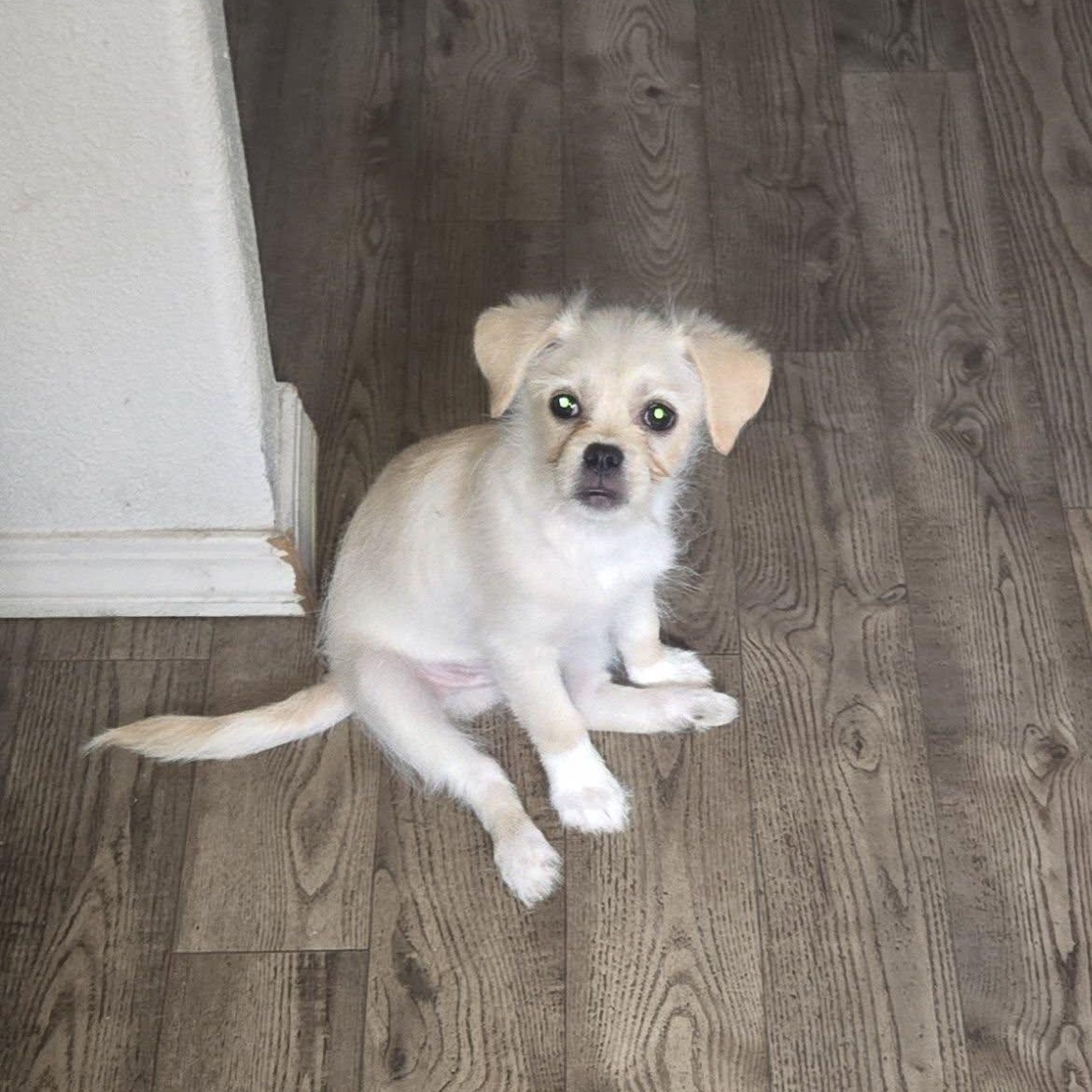 Enlarge Moose, a Adoptable mixed breed in Portland, OR image 3/6