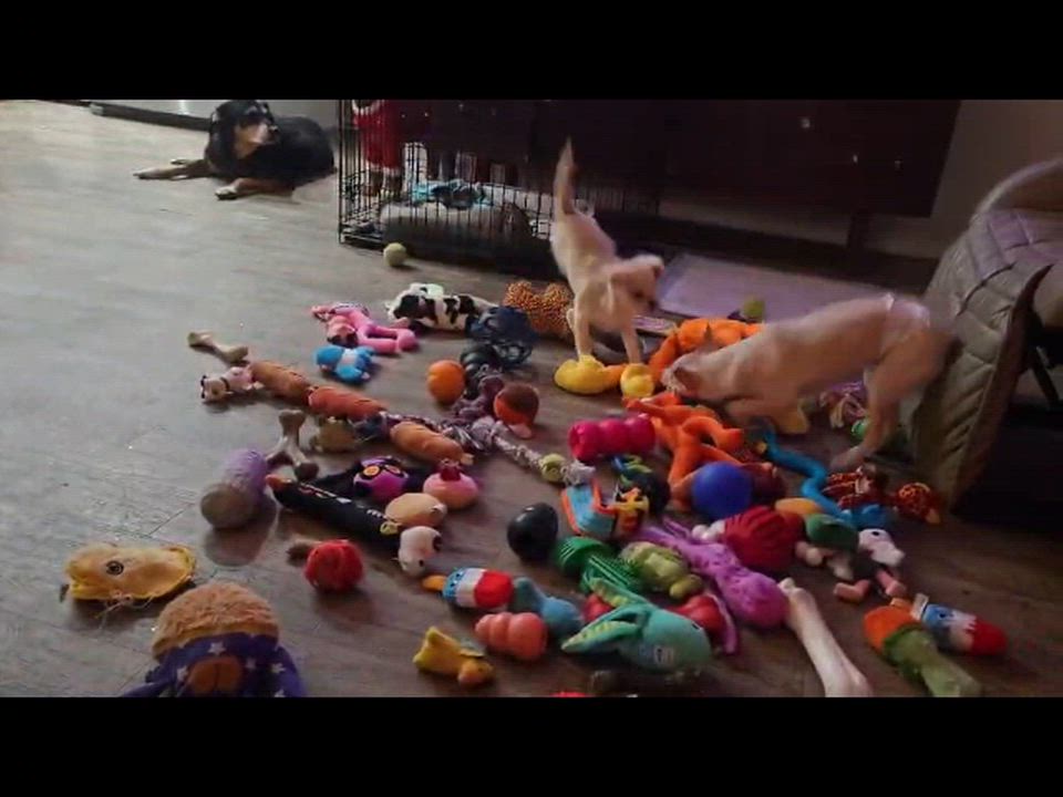 Enlarge Moose, a Adoptable mixed breed in Portland, OR video 6/6