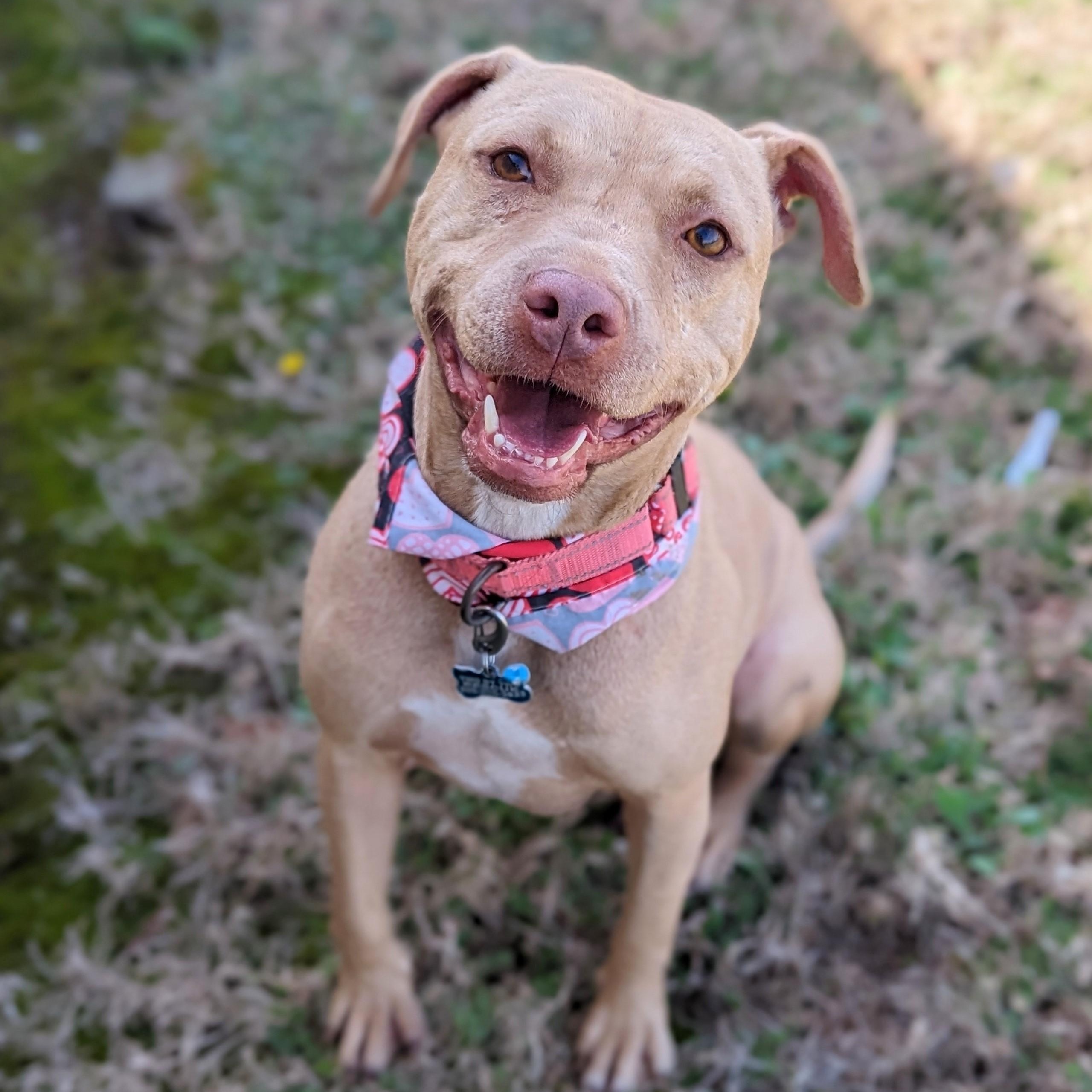 Erina, a Adoptable mixed breed in Helena, AL image 1/6