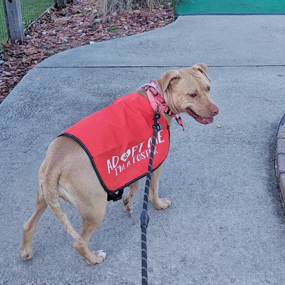 Erina, a Adoptable mixed breed in Helena, AL image 2/6