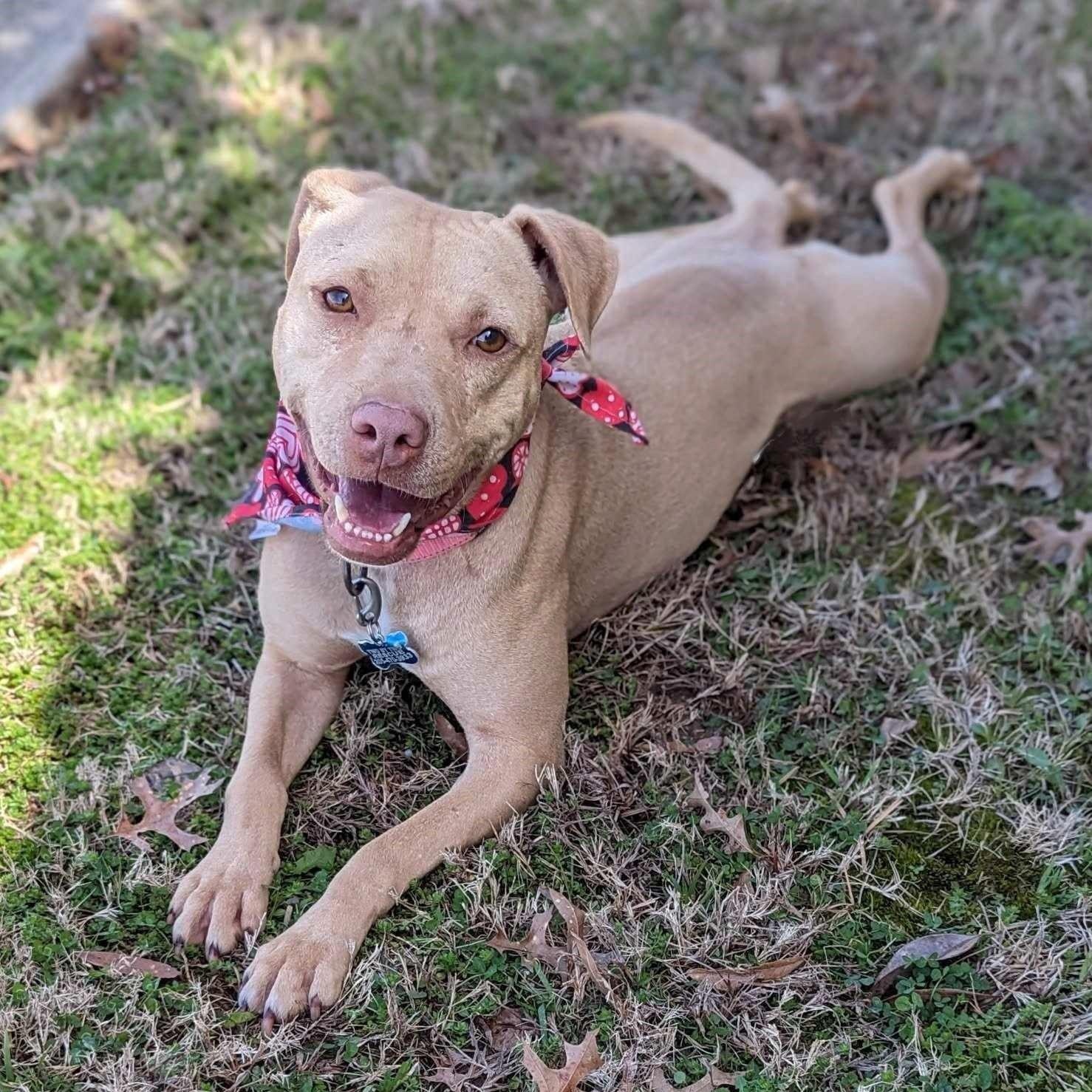 Erina, a Adoptable mixed breed in Helena, AL image 4/6