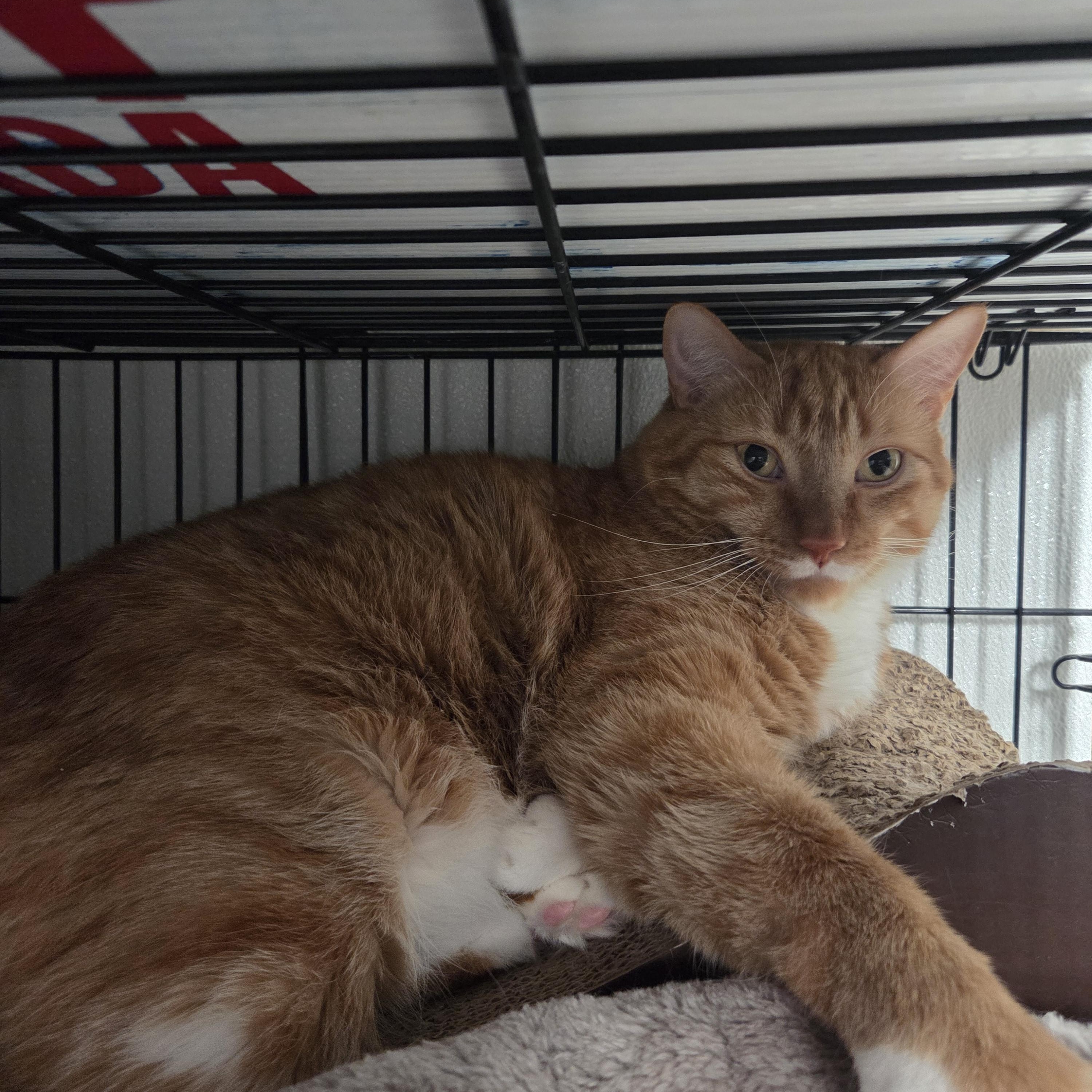 Angus, ADOPTABLE, Adult Male Tabby.
