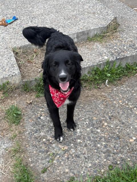 Enlarge Harley, a Adopted mixed breed in Pasco, WA image 3/5