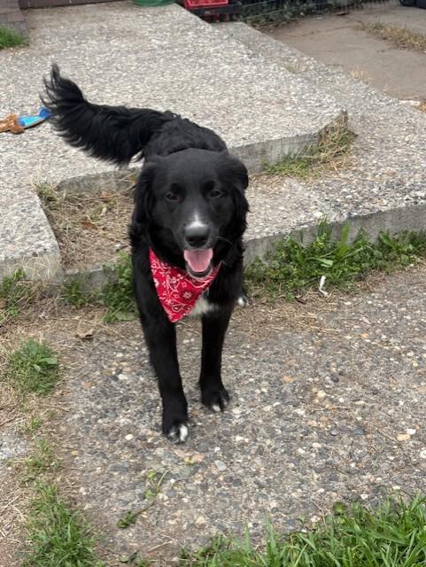 Harley, Adopted, Young Male Black Labrador Retriever.