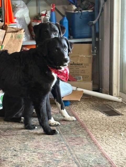 Enlarge Harley, a Adopted mixed breed in Pasco, WA image 5/5