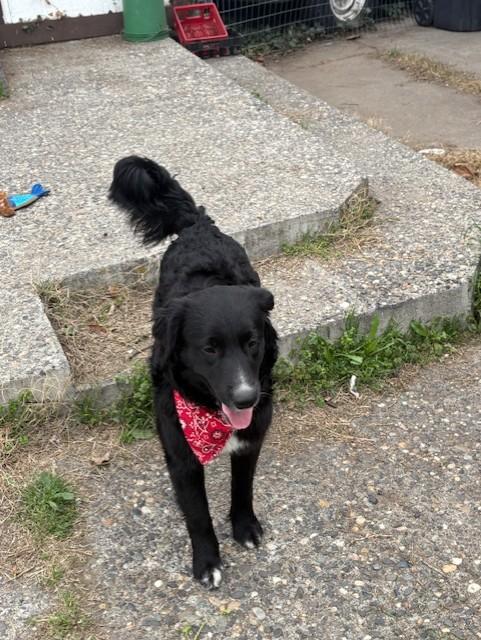 Enlarge Harley, a Adopted mixed breed in Pasco, WA image 2/5