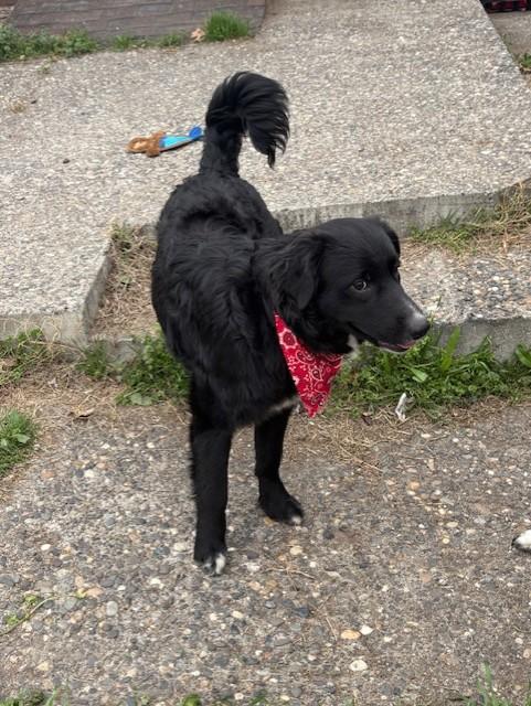 Enlarge Harley, a Adopted mixed breed in Pasco, WA image 4/5