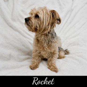 Enlarge Rocket, a ADOPTABLE Yorkshire Terrier in Deer Park, TX image 1/1