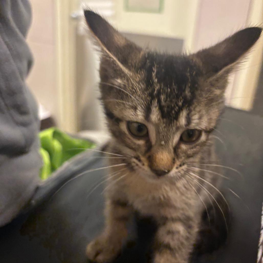 Hehe, Adoptable, Kitten Female Domestic Short Hair.