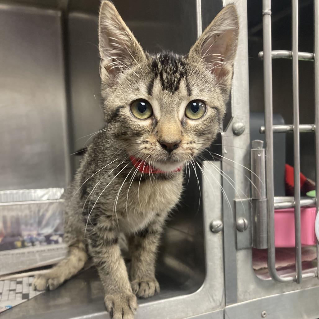Enlarge Hehe, a Adoptable Domestic Short Hair in Chicago, IL image 2/2