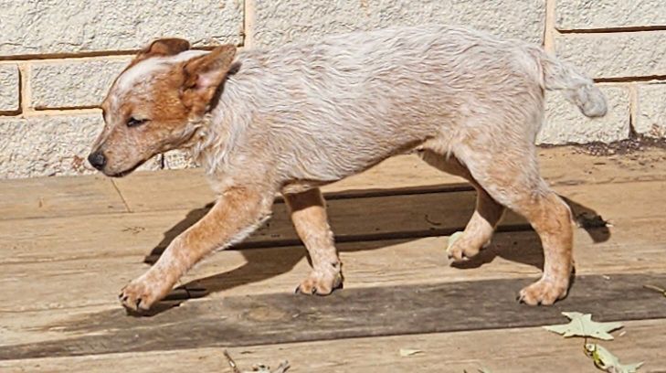 Harry, Adopted, Puppy Male Australian Cattle Dog / Blue Heeler.