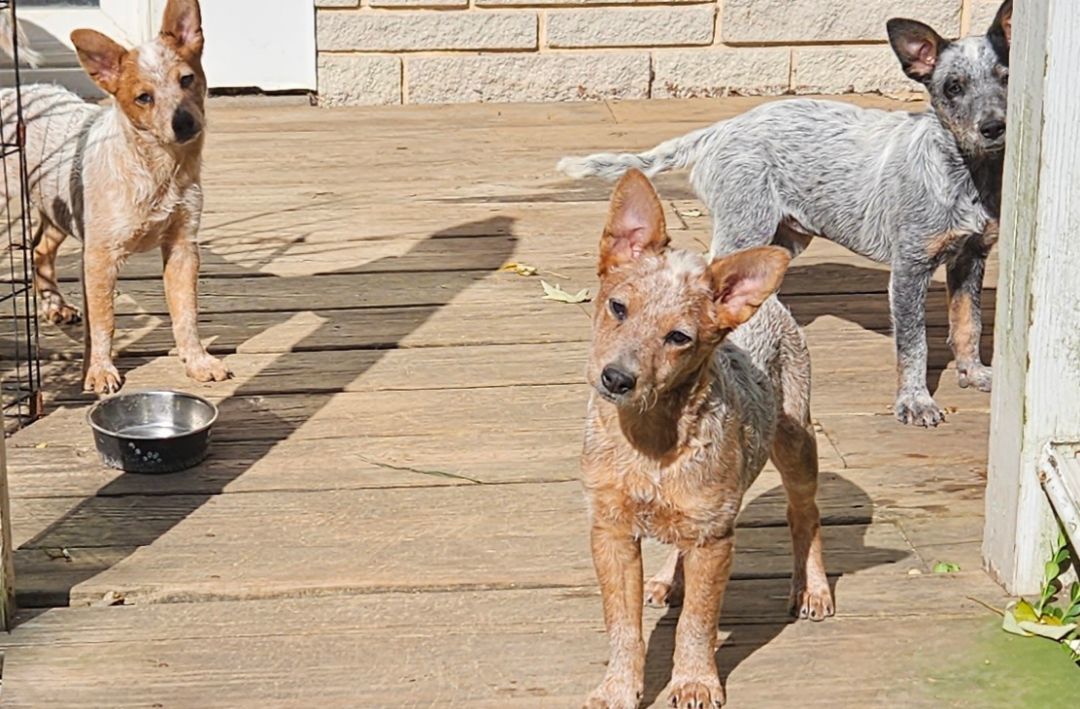 Enlarge Harry, a Adopted Australian Cattle Dog / Blue Heeler in Saint Louis, MO image 2/6